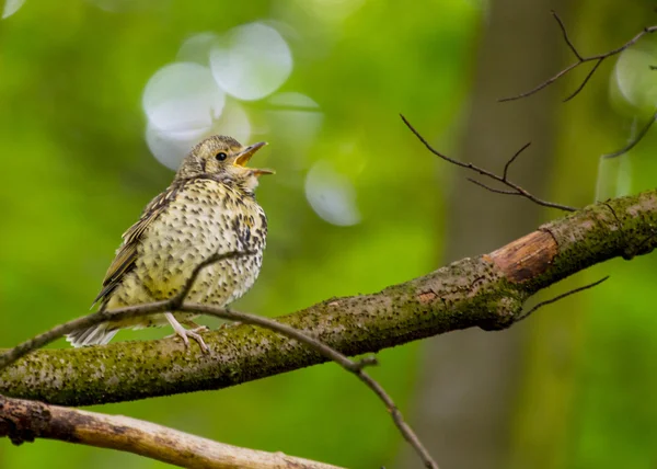 Singdrossel — Stockfoto