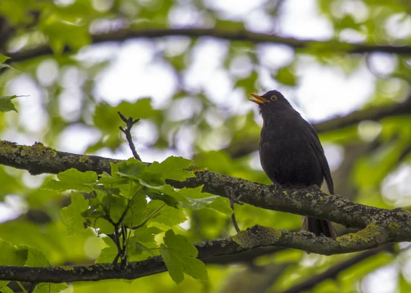Черный дрозд, поющий в дереве — стоковое фото