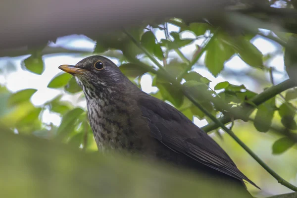 Kvinnliga blackbird — Stockfoto