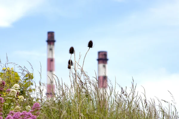 Blommor av tornen — Stockfoto