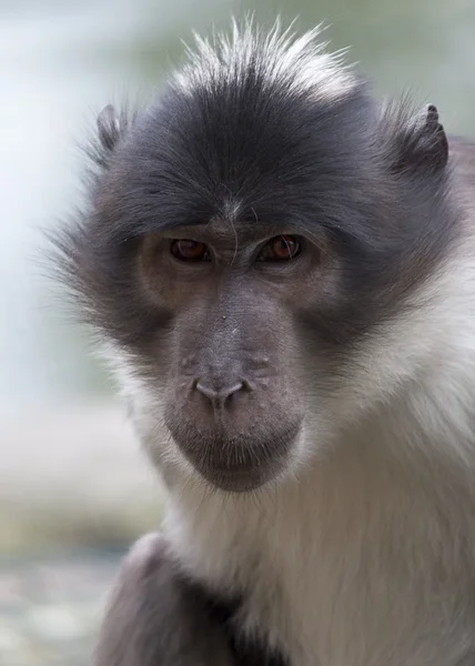 Mangabey coronato bianco — Foto Stock