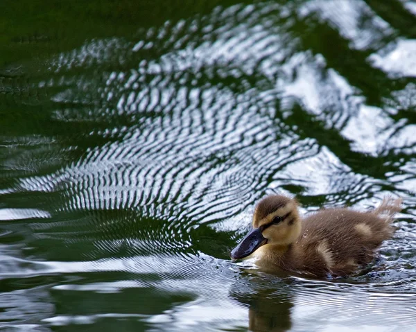 Μωρό mallard πάπια — Φωτογραφία Αρχείου