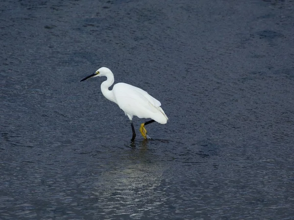 Petite aigrette — Photo