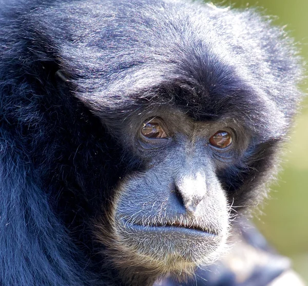 Siamang-Gibbon aus nächster Nähe — Stockfoto