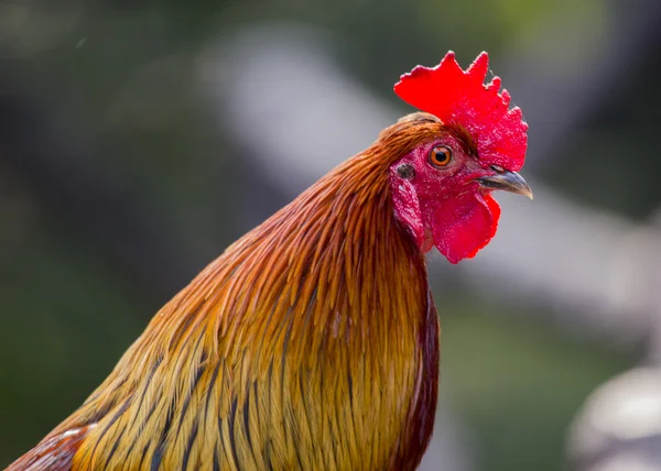 Gallo che canta Fotografia Stock