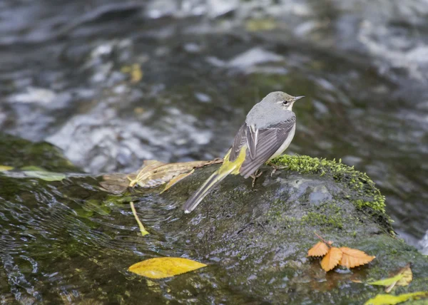 Grå Ärla — Stockfoto