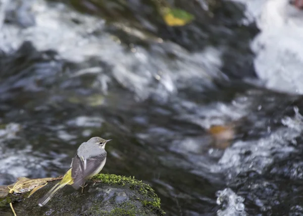 Wagtail gris — Foto de Stock