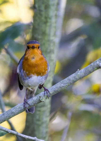 Robin red piersi — Zdjęcie stockowe