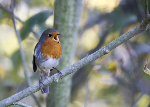 Robin red piersi — Zdjęcie stockowe