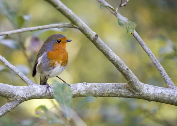 Robin red piersi — Zdjęcie stockowe