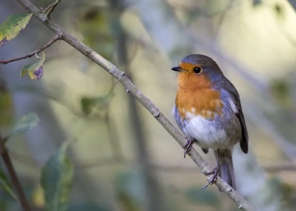 Robin red piersi — Zdjęcie stockowe