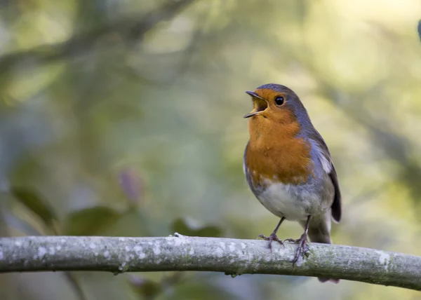 Robin seno rosso — Foto Stock