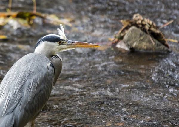 Reiger — Stockfoto