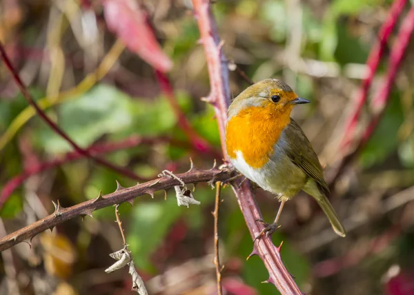 Robin kırmızı meme