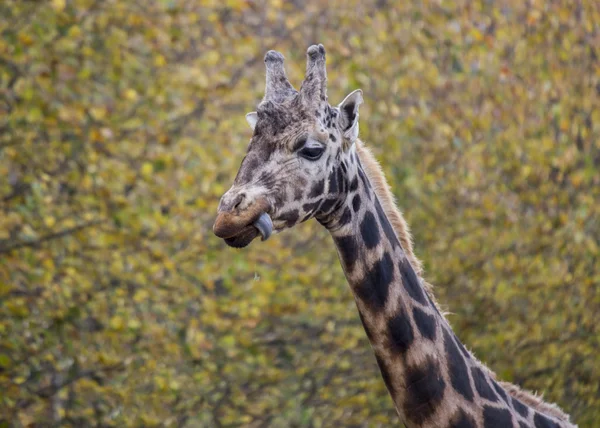 Giraffe im Herbst — Stockfoto