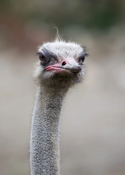 Ostrich — Stock Photo, Image