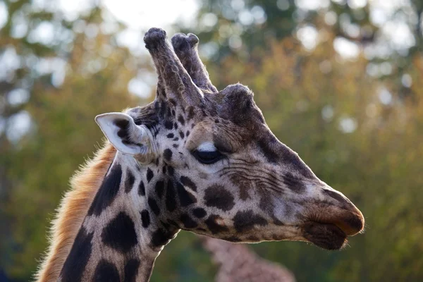 Giraffe — Stockfoto