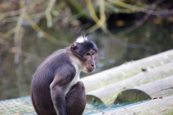 Vit krönt Mangabey — Stockfoto