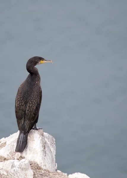 Cormorán —  Fotos de Stock