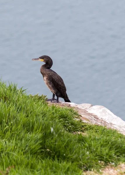 Cormorano — Foto Stock