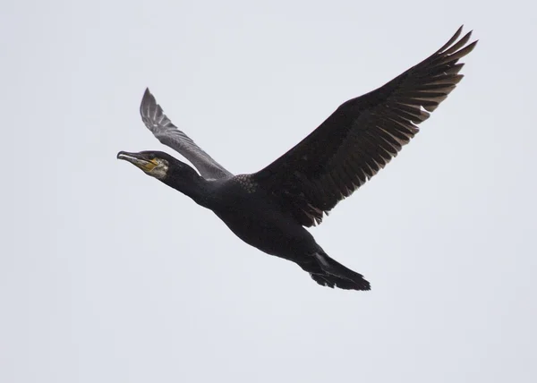 Cormorano — Foto Stock