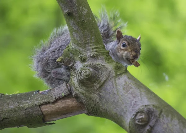 Squirrel — Stock Photo, Image