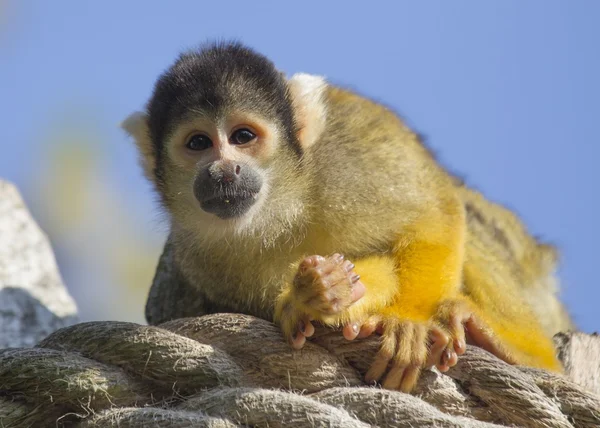 Squirrel Monkey — Stockfoto