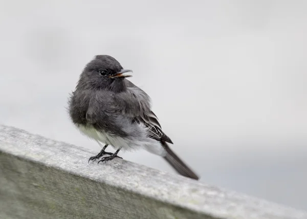 Zwarte Phoebe — Stockfoto