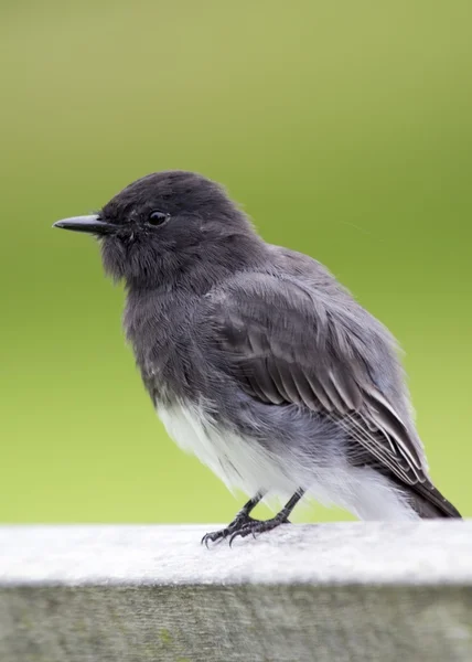 Zwarte Phoebe — Stockfoto