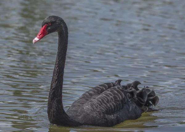 Black Swan — Stock Photo, Image