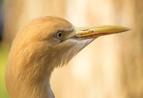 Aigrette des bovins — Photo