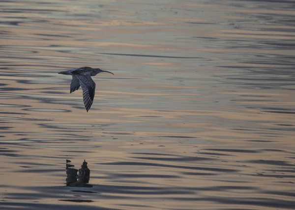 Curlew — Stockfoto