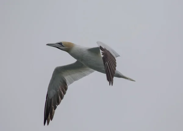 Basstölpel auf der Flucht — Stockfoto