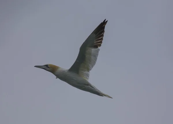 Basstölpel auf der Flucht — Stockfoto