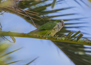 Gül halkalı muhabbet kuşu