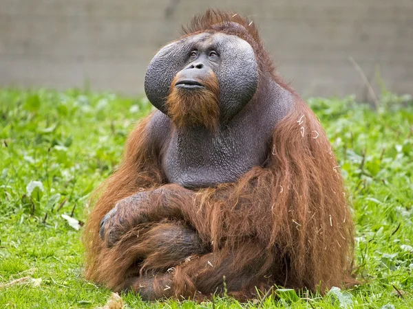 Orangutan — Stock fotografie