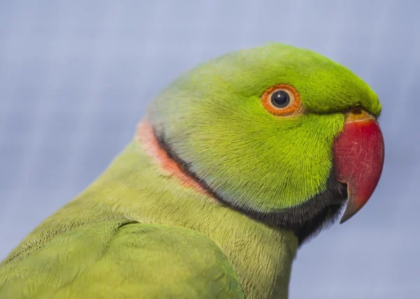 Rose-Ringed Parakeet — Stock Photo, Image