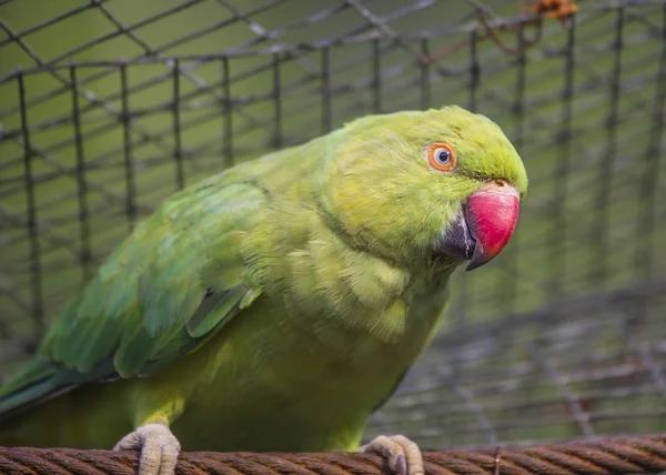 ローズ環状のインコ — ストック写真