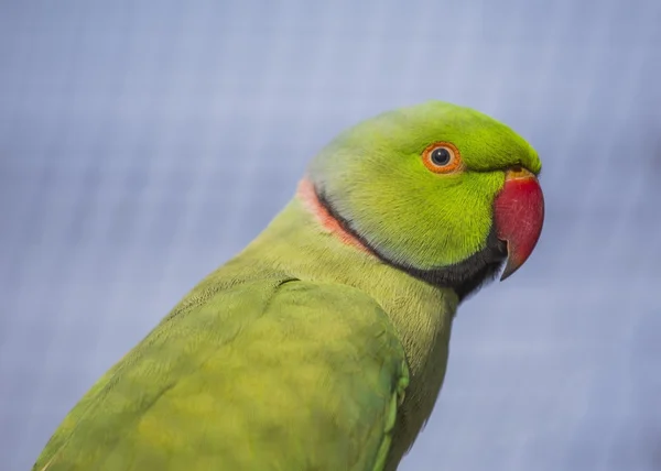 Rose-Ringed Parakeet — Stock Photo, Image