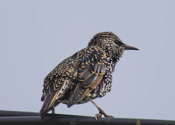 Готель Starling — стокове фото