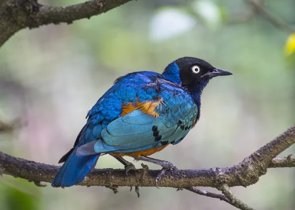 Superb Starling — Stock Photo, Image