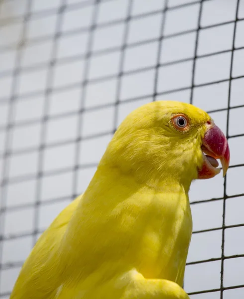 Burung beo kuning — Stok Foto