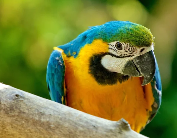 Blue & Yellow McCaw Parrot — стоковое фото