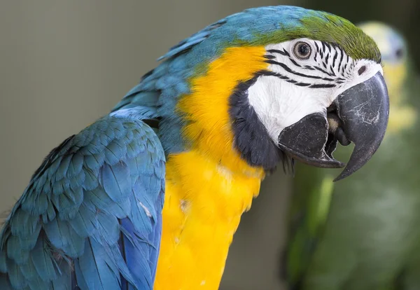 Blue & Yellow McCaw Parrot — стоковое фото