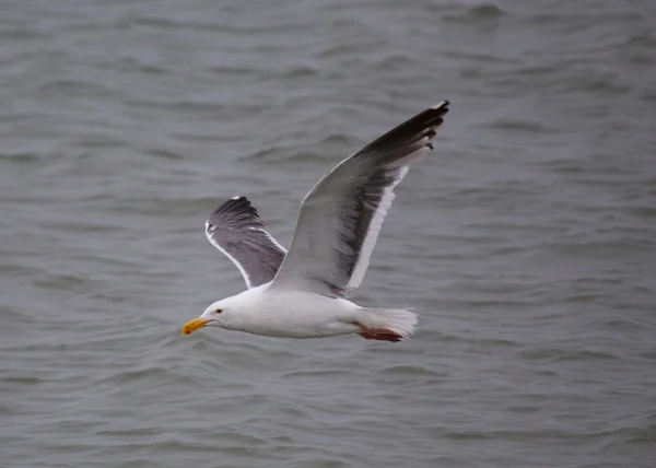 Möwe — Stockfoto