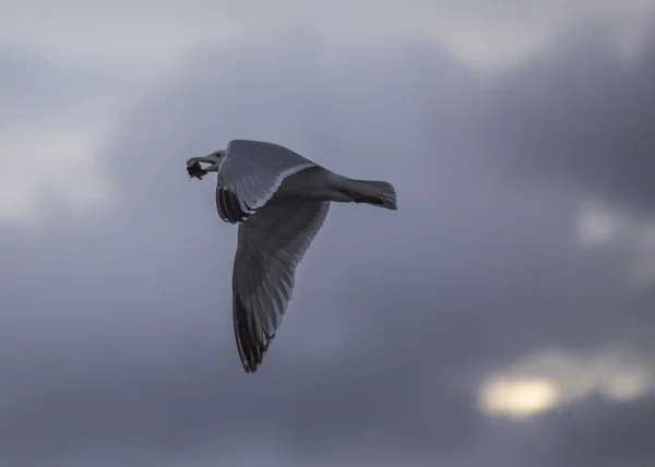 Meeuw — Stockfoto