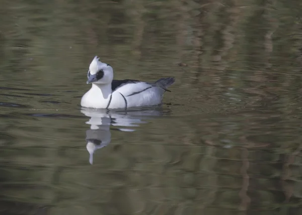 Smew — Fotografia de Stock