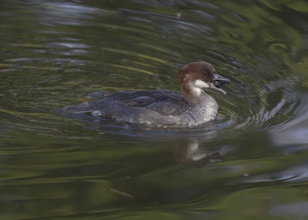 Smew — Φωτογραφία Αρχείου