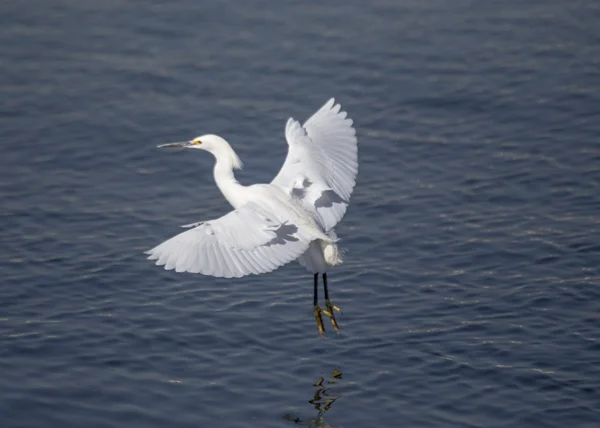 Seidenreiher — Stockfoto