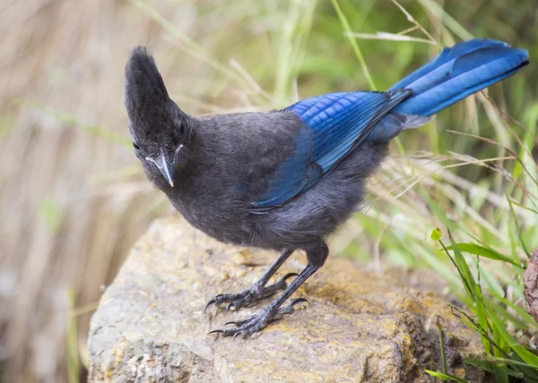 Steller 's Jay — стоковое фото